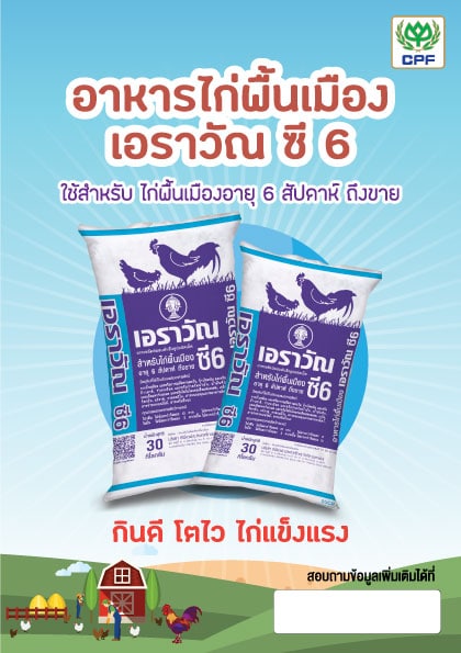 ใบปลิว A5 ไก่พื้นเมือง ซี6