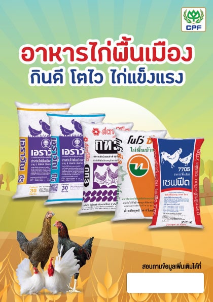 ไก่พื้นเมืองรวม