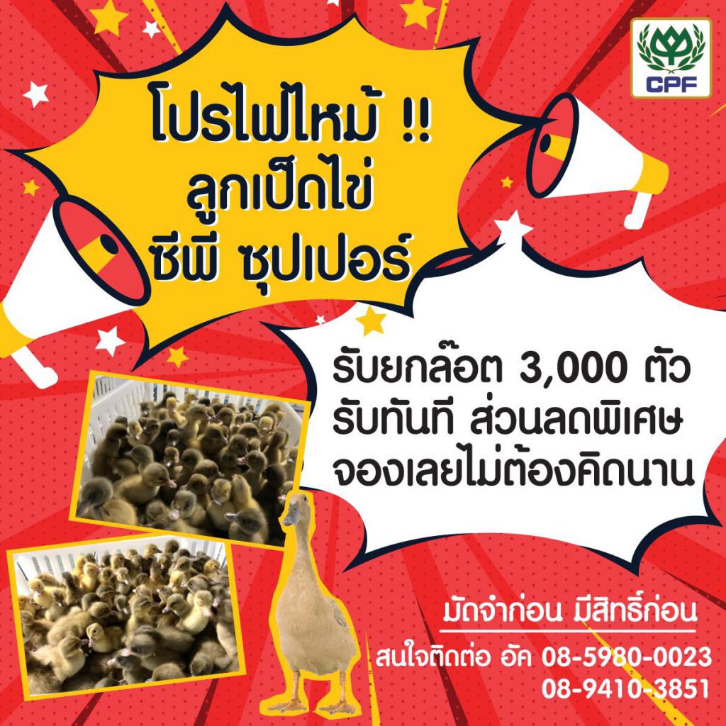 เป็ดไข่ซีพีซุปเปอร์