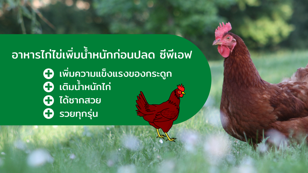 อาหารไก่ไข่